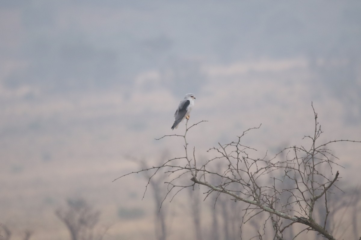 Black-winged Kite - ML644857231