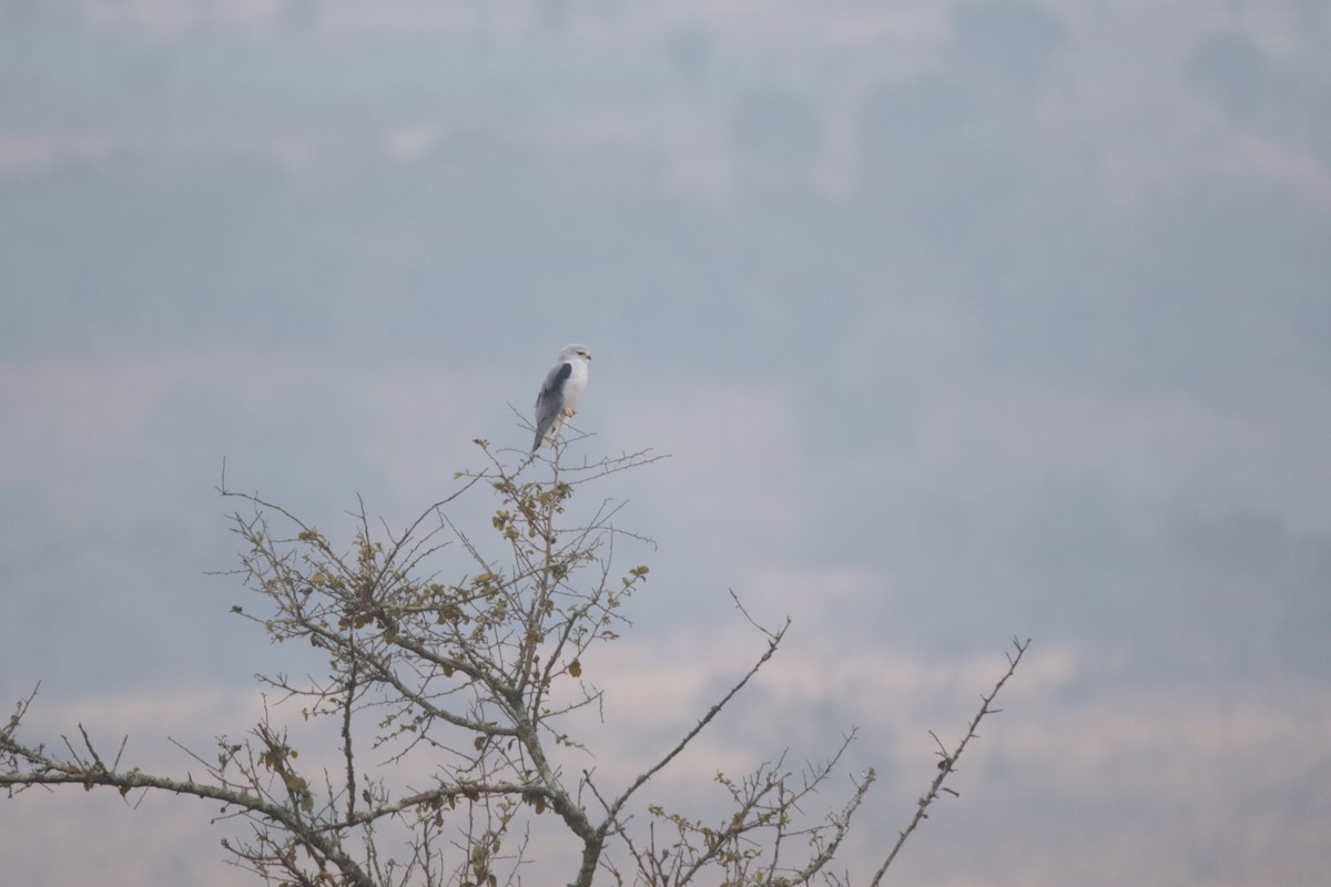 Black-winged Kite - ML644857232