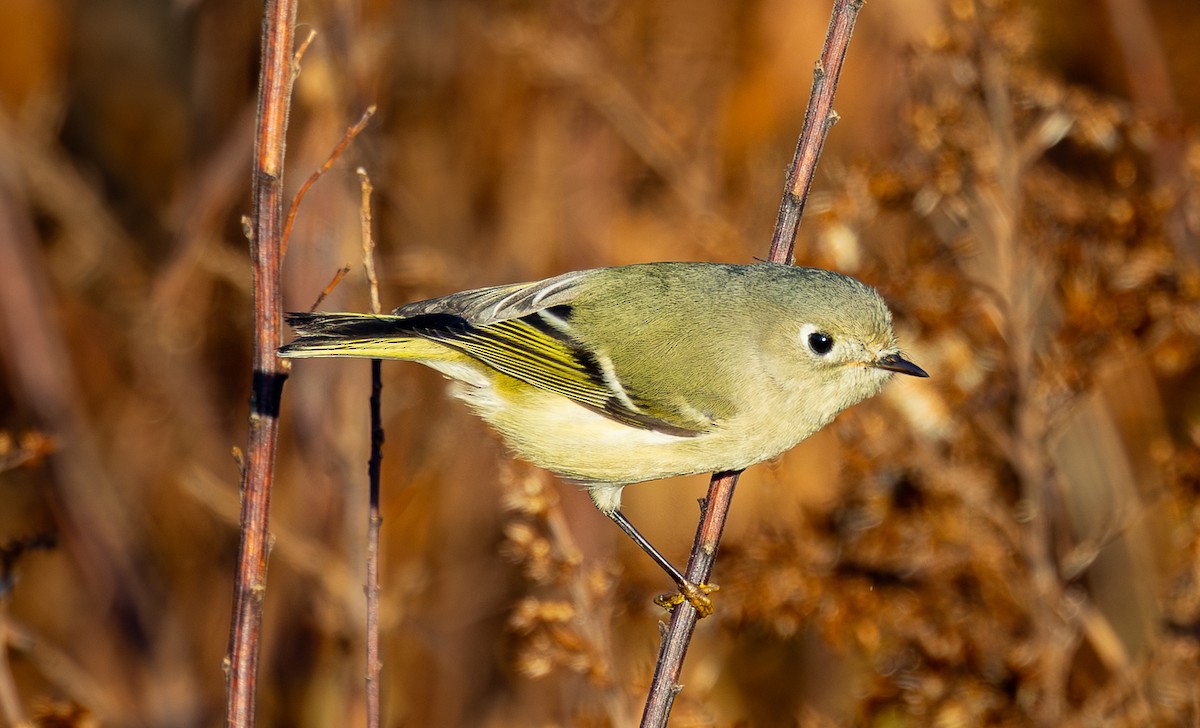 Ruby-crowned Kinglet - ML644857236