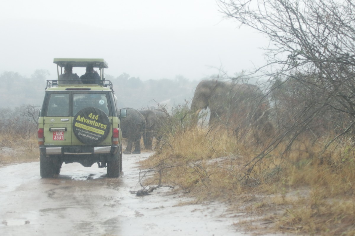 African Savanna Elephant - ML644857237