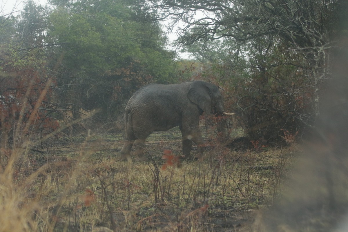 African Savanna Elephant - ML644857238