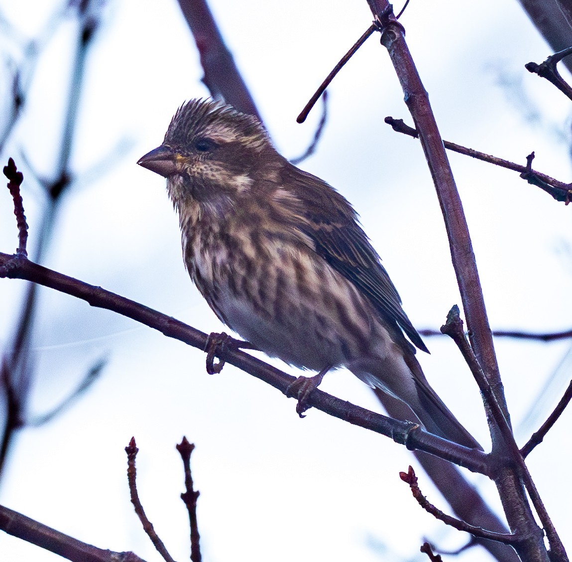 Чечевиця кармінова - ML644857241