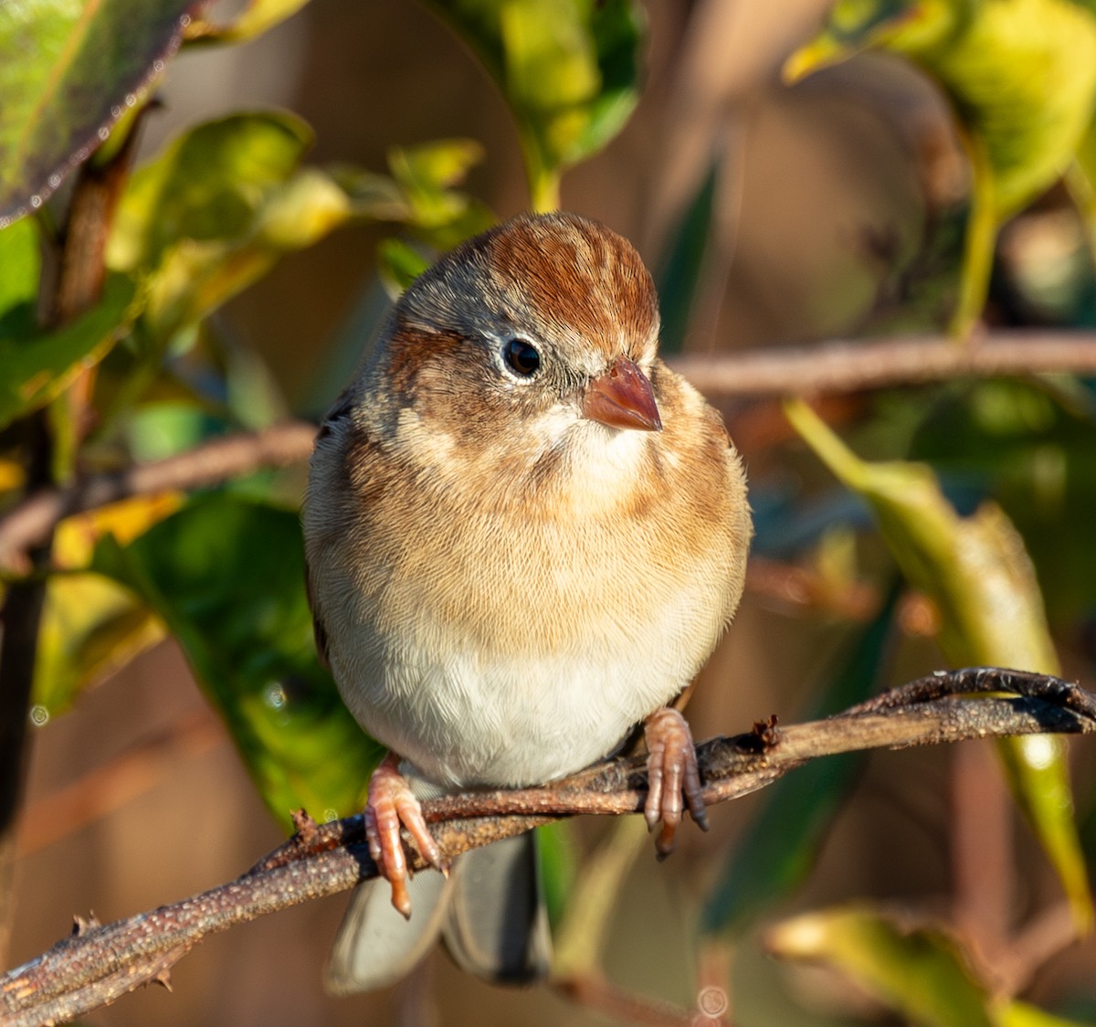 Field Sparrow - ML644857252
