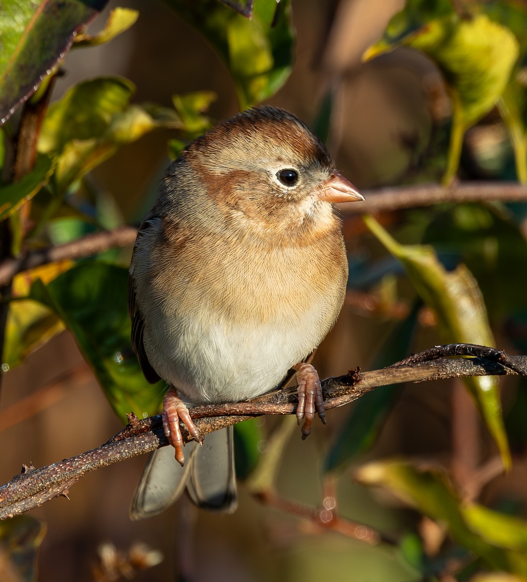 Field Sparrow - ML644857254