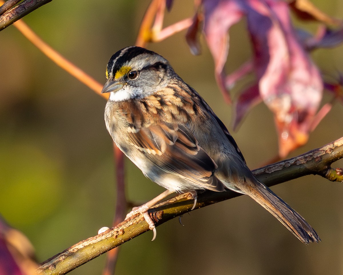 White-throated Sparrow - ML644857263