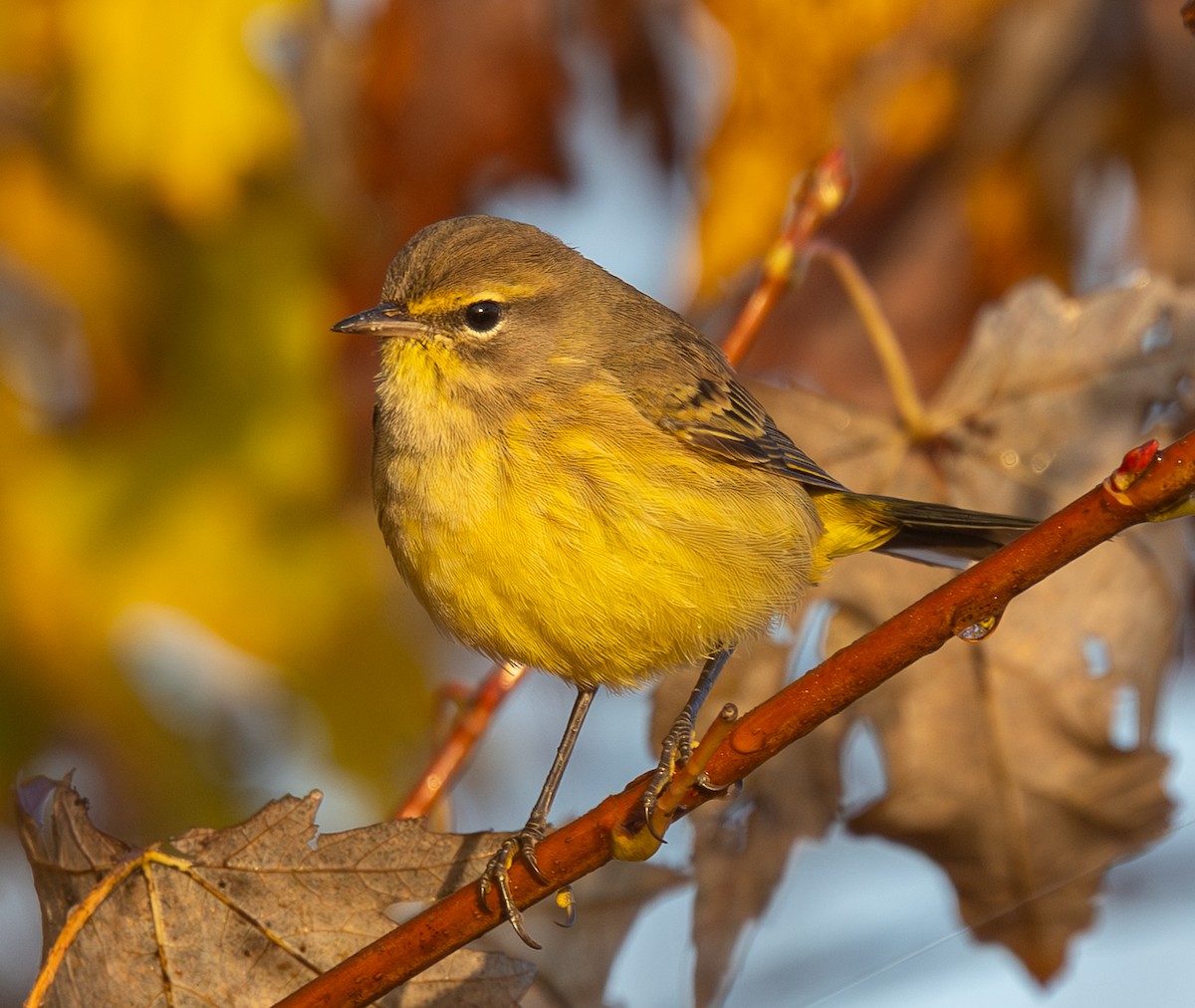Palm Warbler - ML644857271