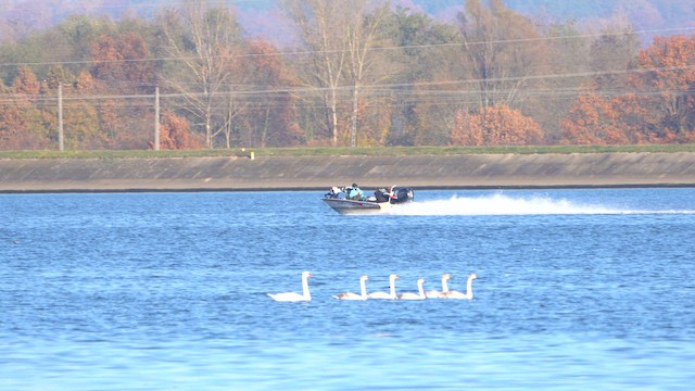 Mute Swan - ML644857281