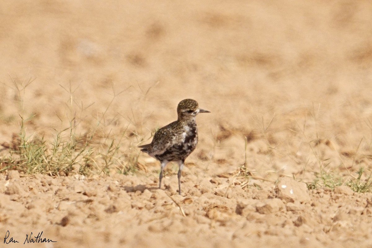 Сивка звичайна - ML644857295