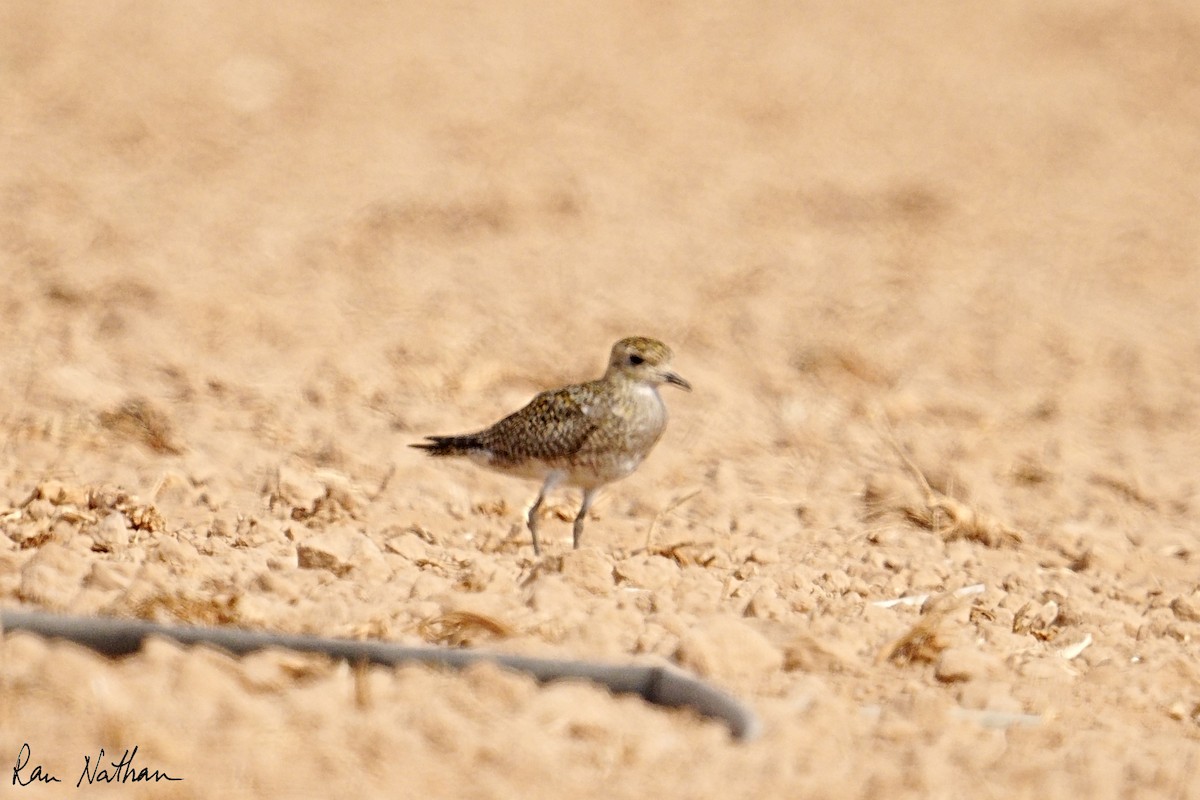 Сивка звичайна - ML644857298