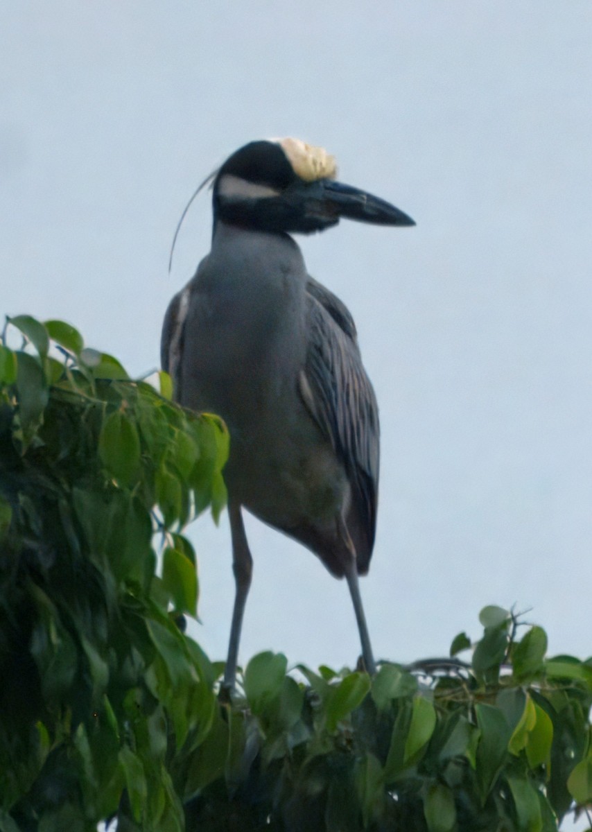 kvakoš žlutočelý - ML644857318