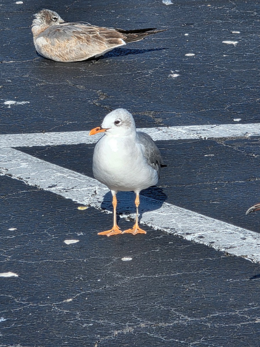 racek karibský - ML644857330