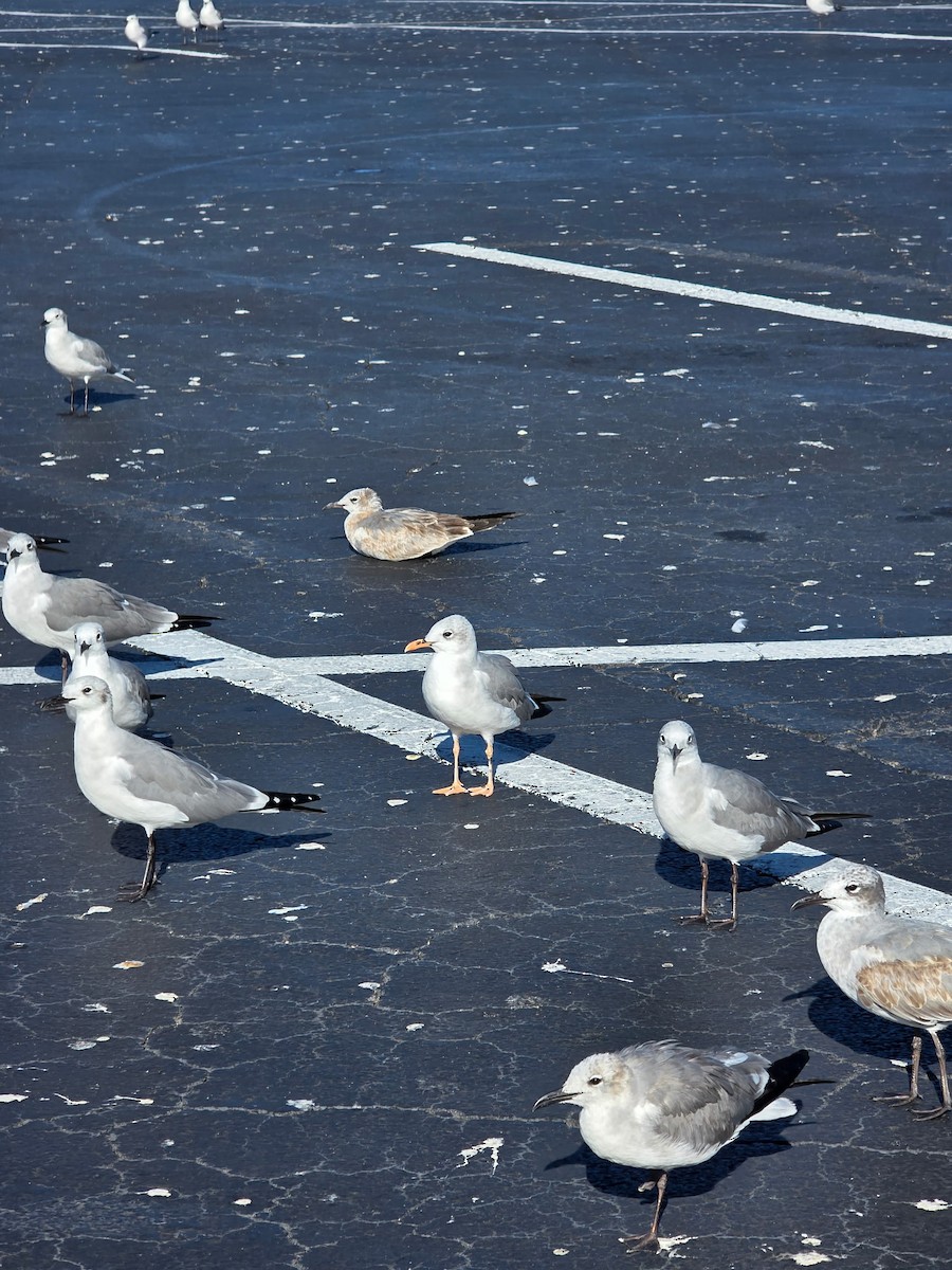 racek karibský - ML644857331