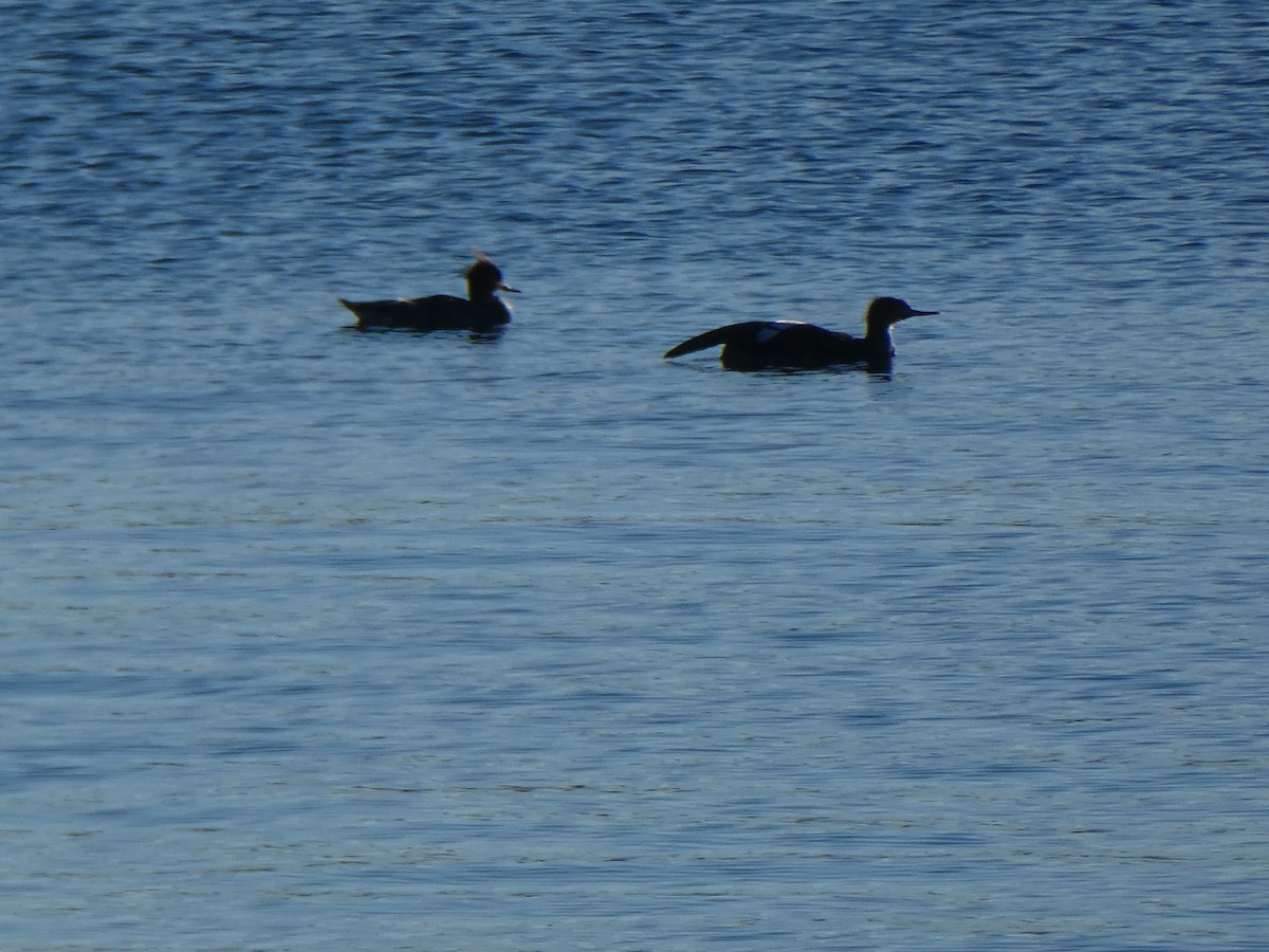 Serreta Mediana - ML644857333