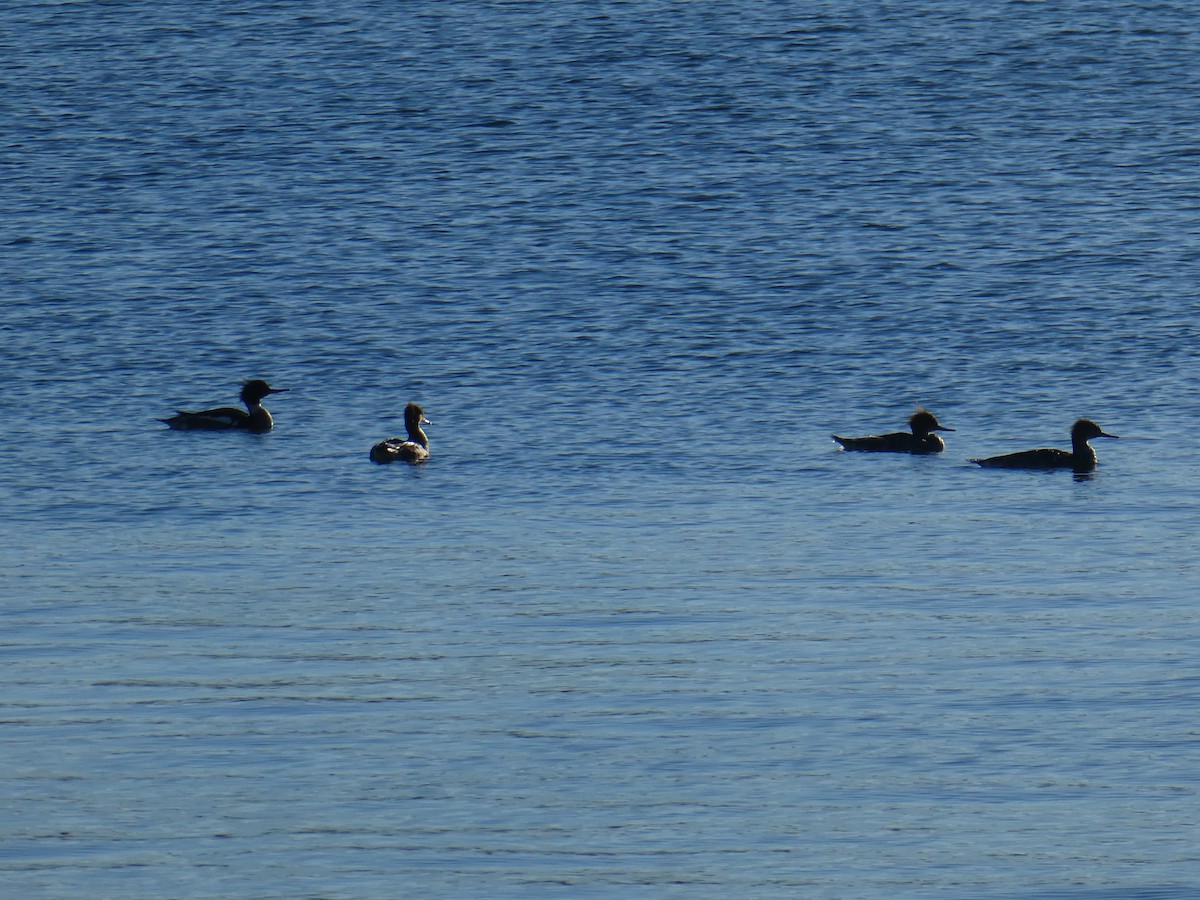 Serreta Mediana - ML644857334