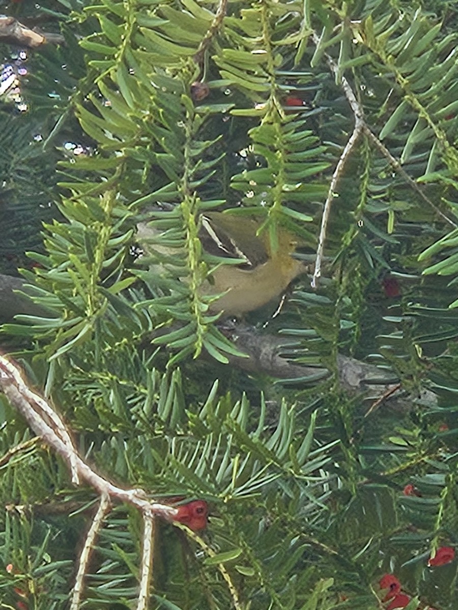 Пісняр-лісовик каштановий - ML644857359