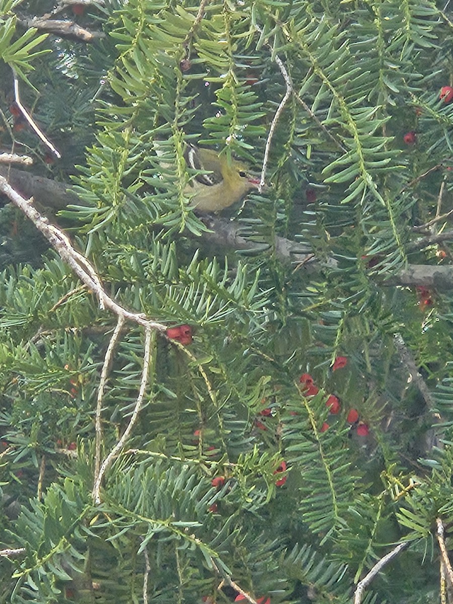 Пісняр-лісовик каштановий - ML644857361