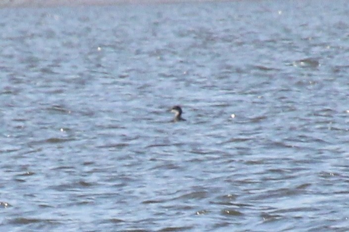 Red-necked Grebe - ML644857363