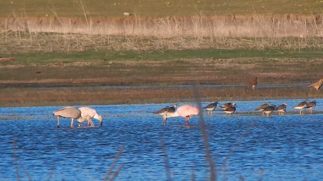 Розовая колпица - ML644857364