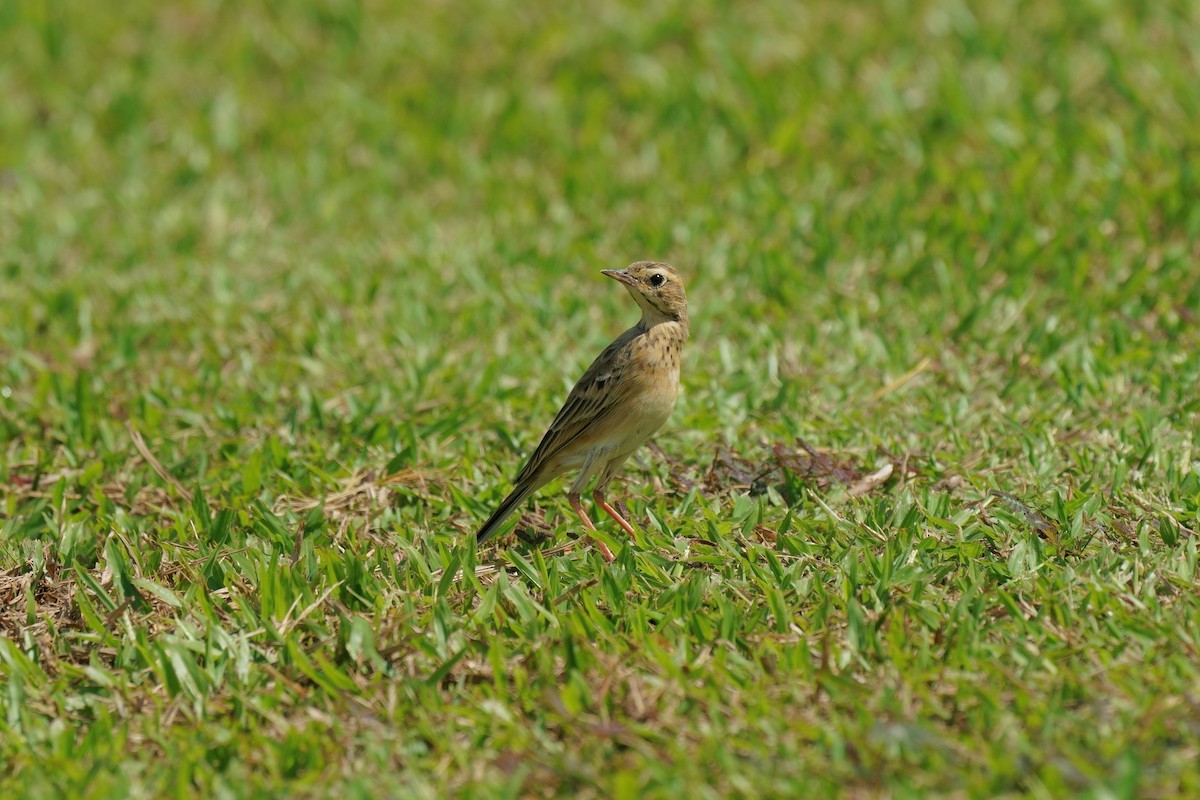 Paddyfield Pipit - ML644857379