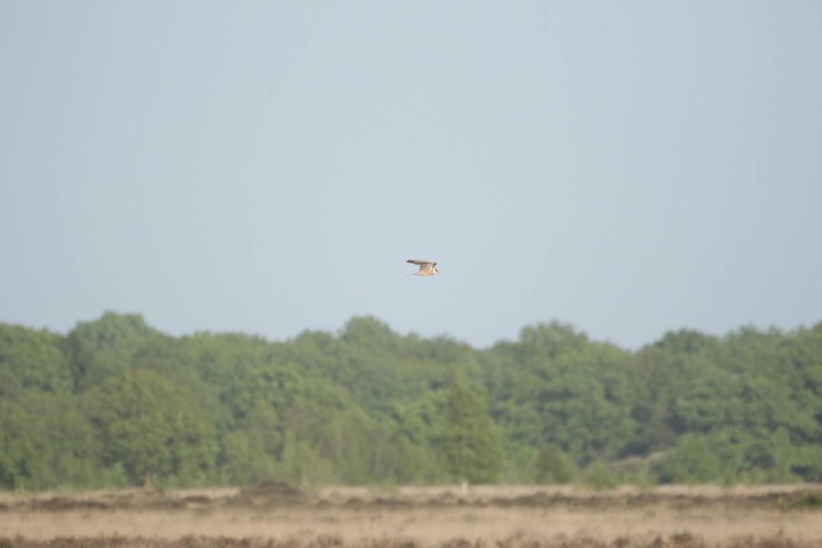 Red-footed Falcon - ML644857393