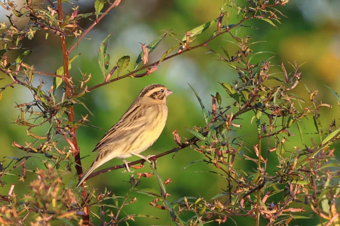 Дубровник - ML644857419