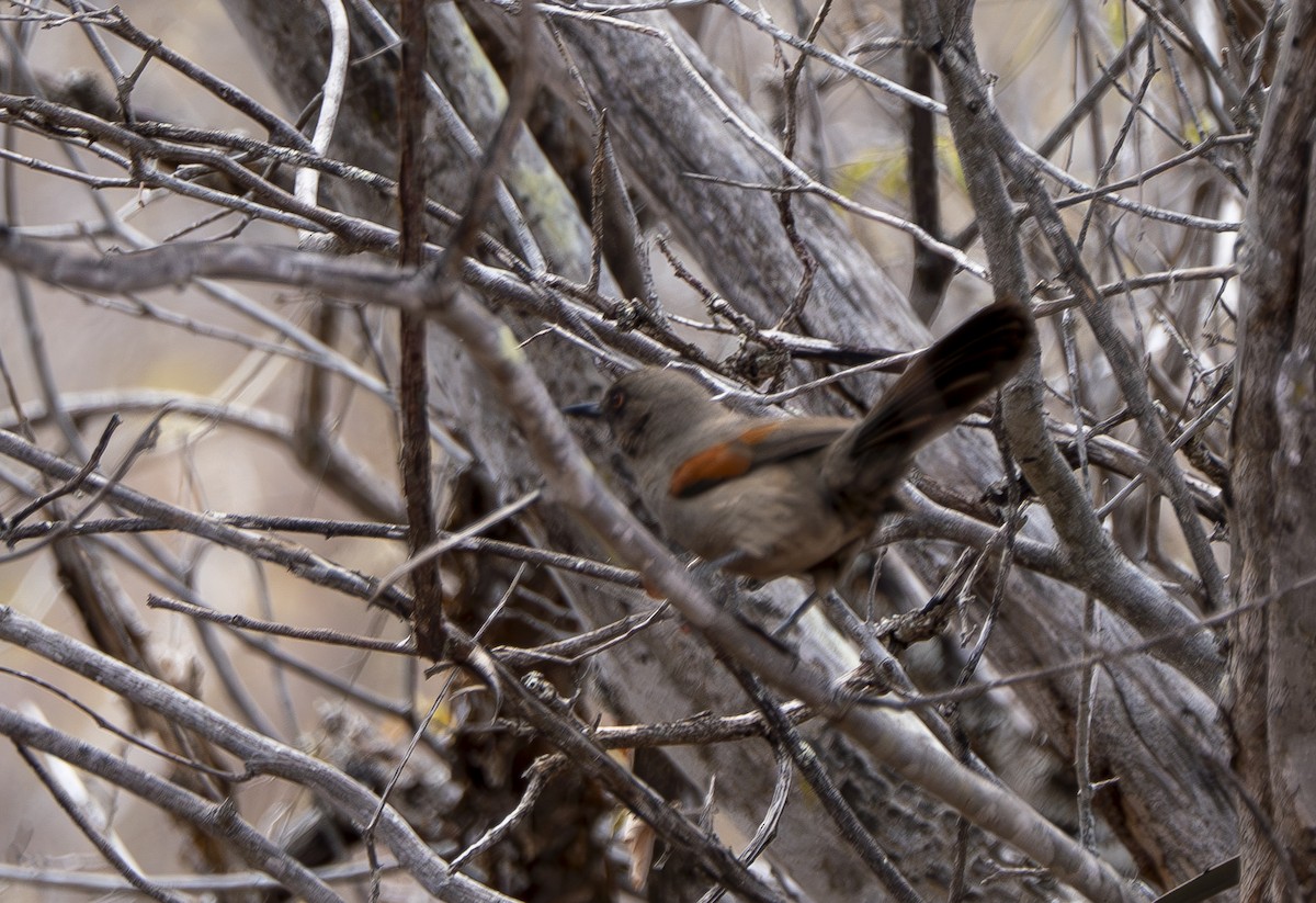 Red-shouldered Spinetail - ML644857431