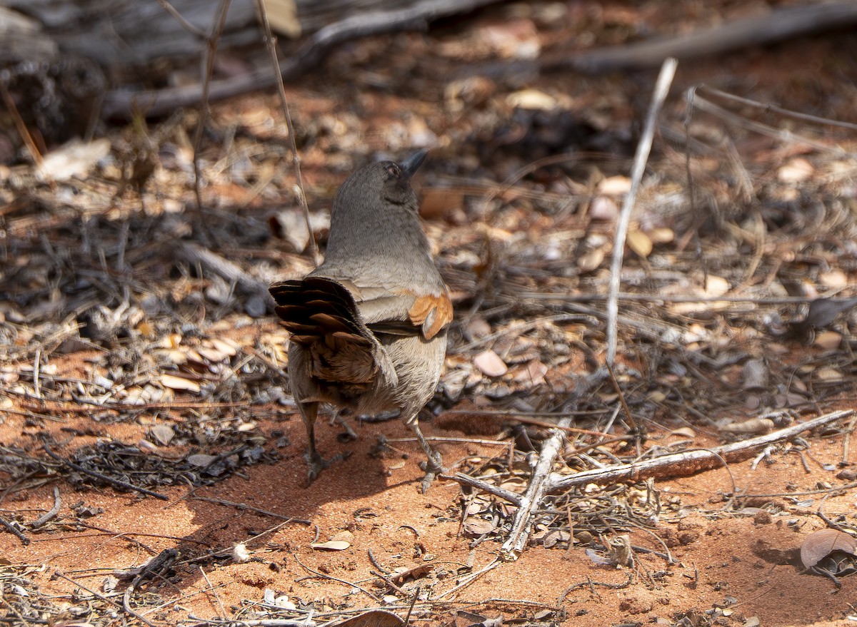 Red-shouldered Spinetail - ML644857432
