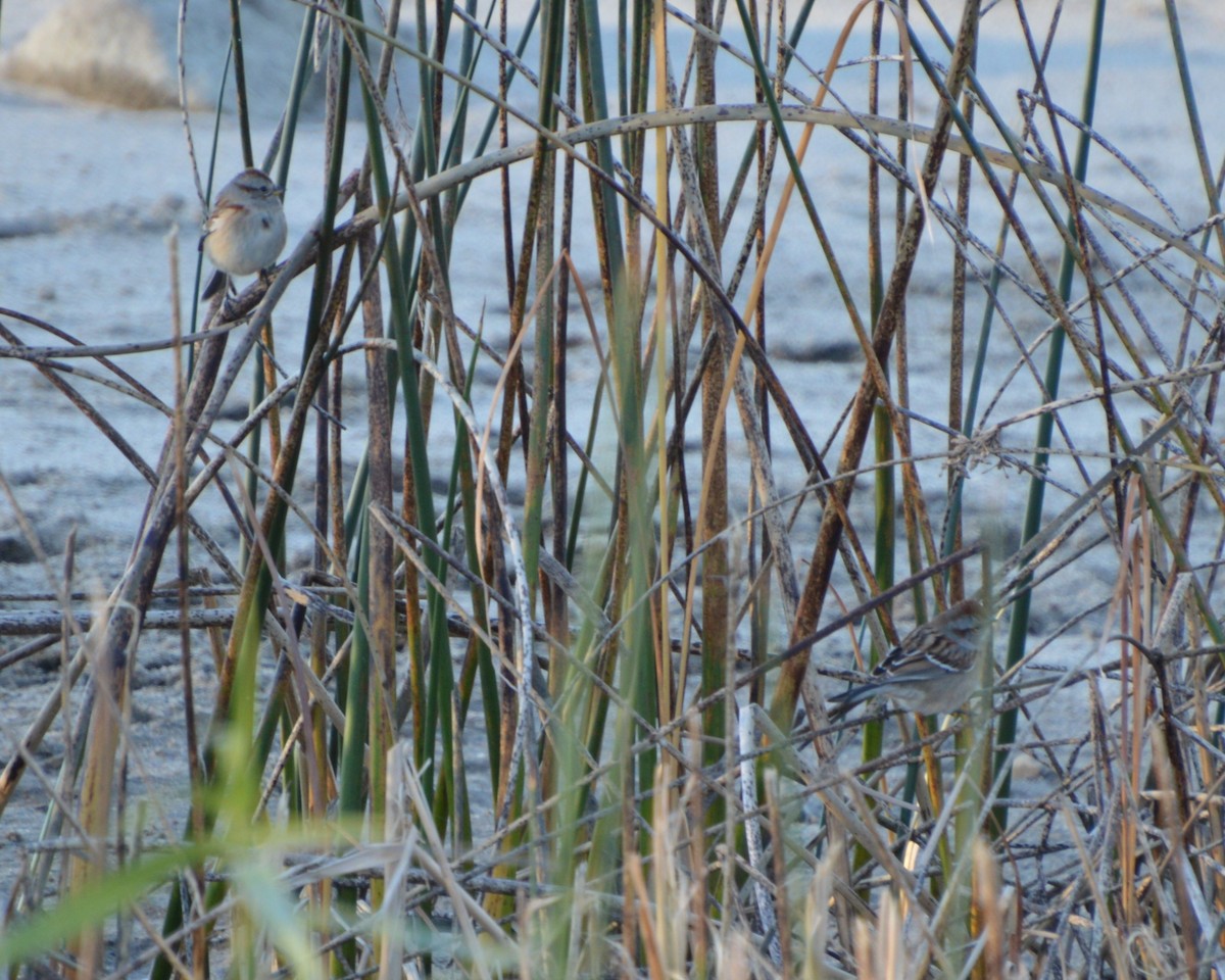 American Tree Sparrow - ML644857437