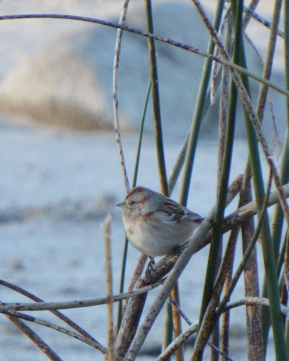 American Tree Sparrow - ML644857438