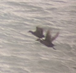 Pazifiktrauerente - ML644857454