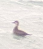 Pazifiktrauerente - ML644857455