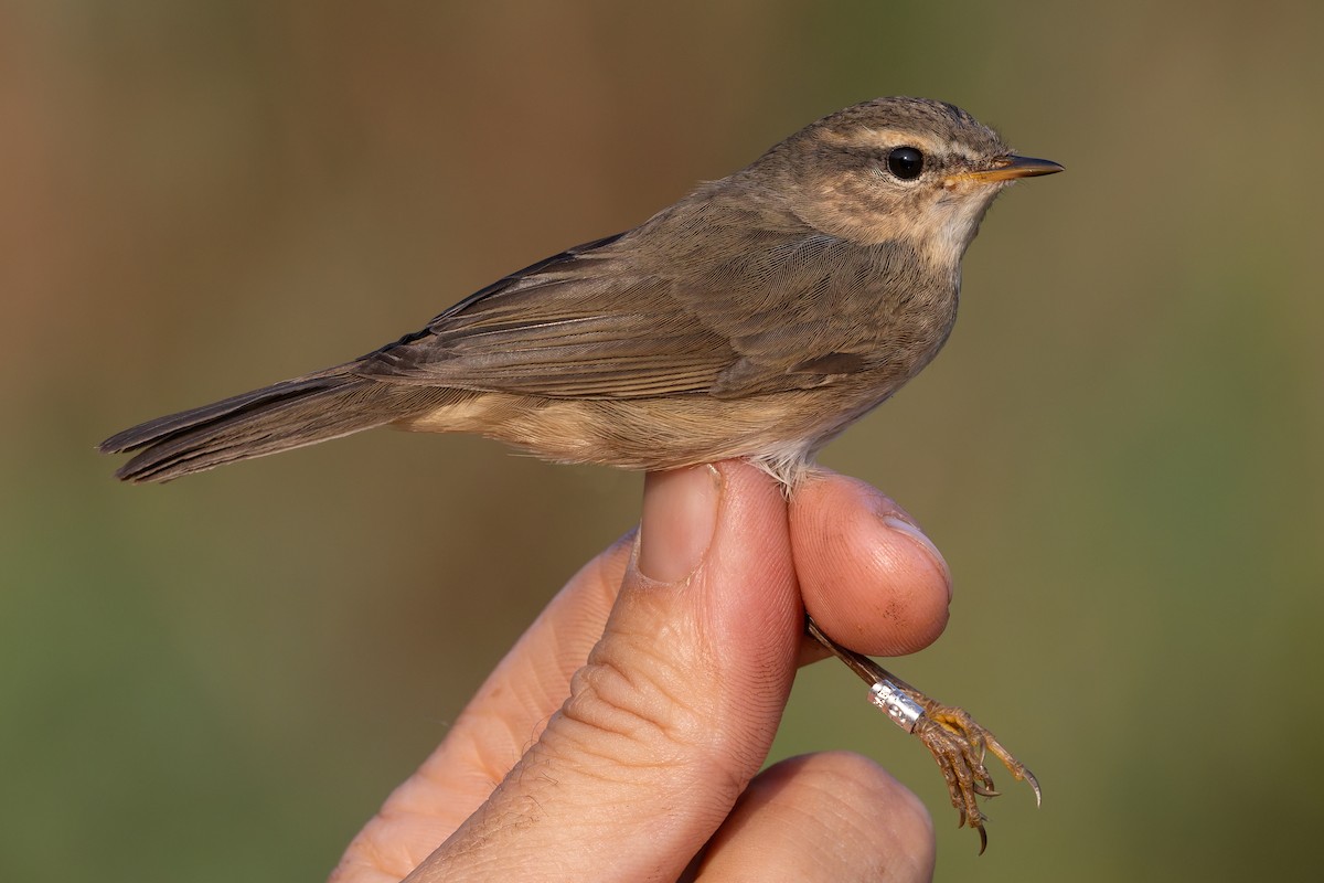 Esmer Çıvgın - ML644857458