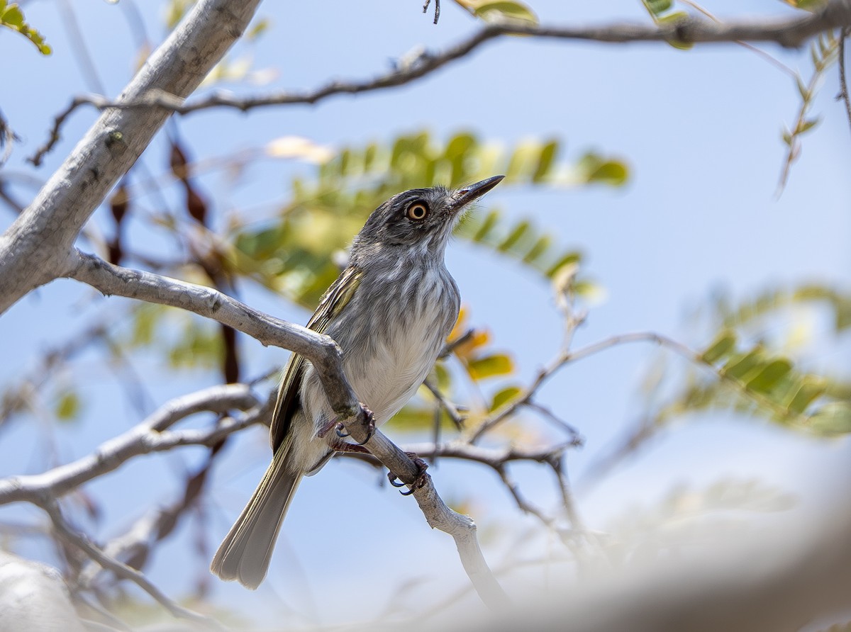Pearly-vented Tody-Tyrant - ML644857468