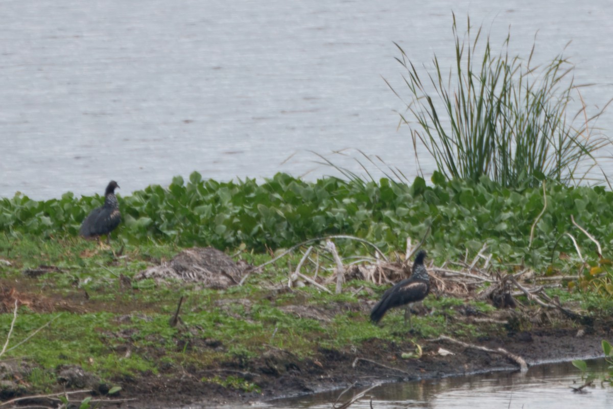 kamiš růžkatý - ML644857473