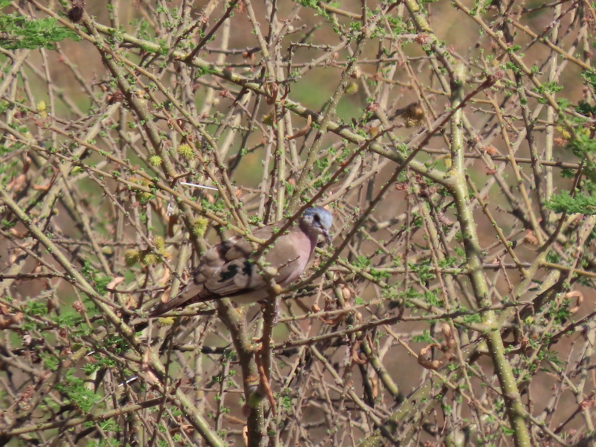 Emerald-spotted Wood-Dove - ML644857478