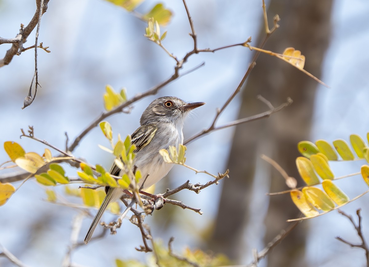 Pearly-vented Tody-Tyrant - ML644857485