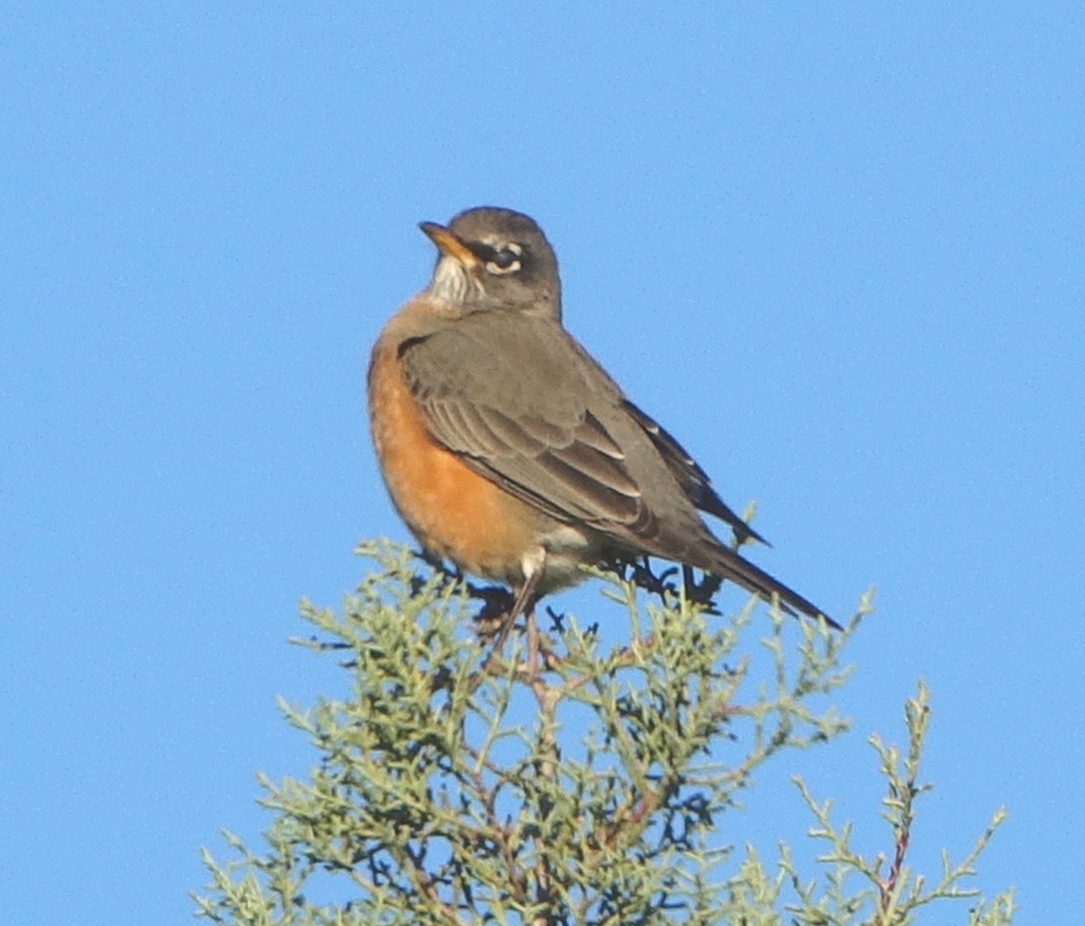 American Robin - ML644857489
