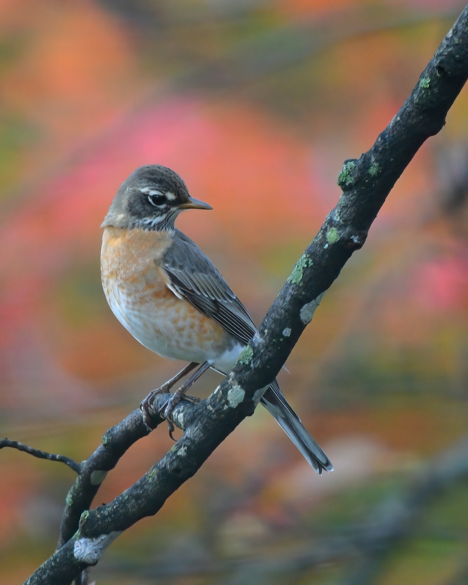 American Robin - ML644857495