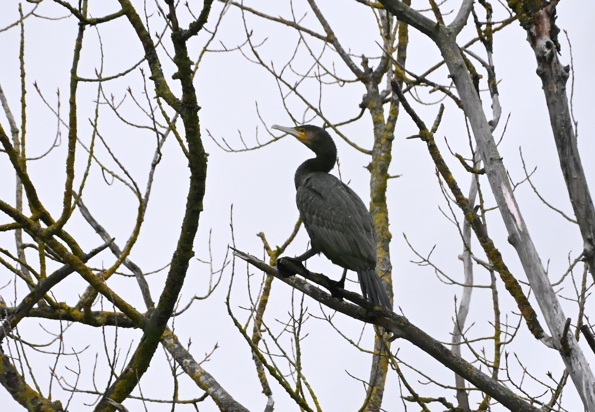 kormorán velký - ML644857497