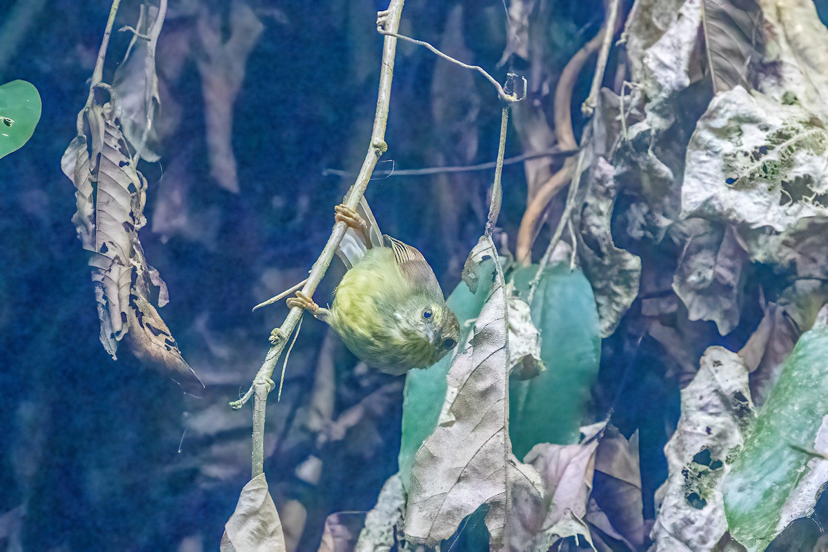 ムナフムシクイチメドリ - ML644857498