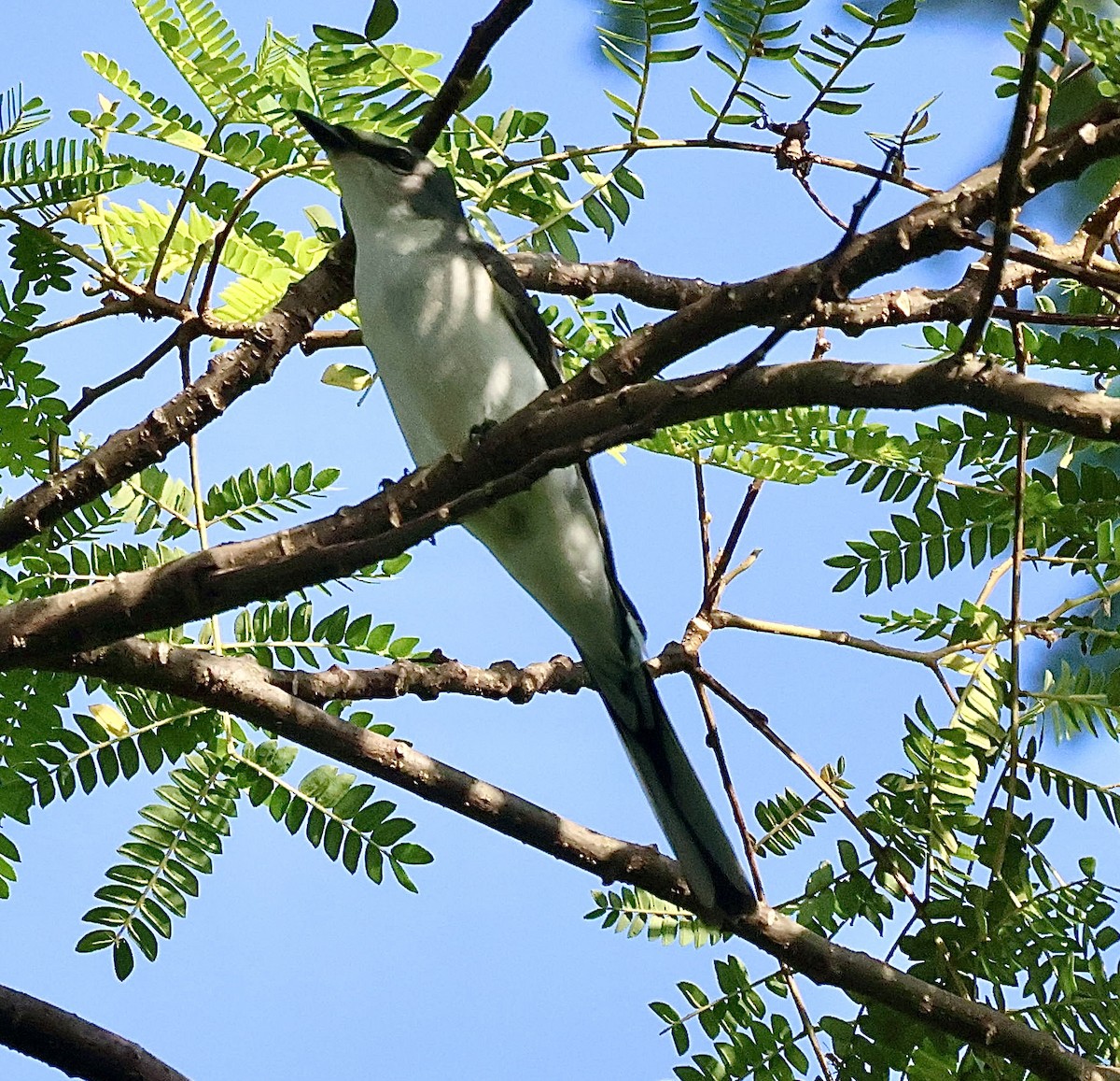 Ashy Minivet - ML644857541