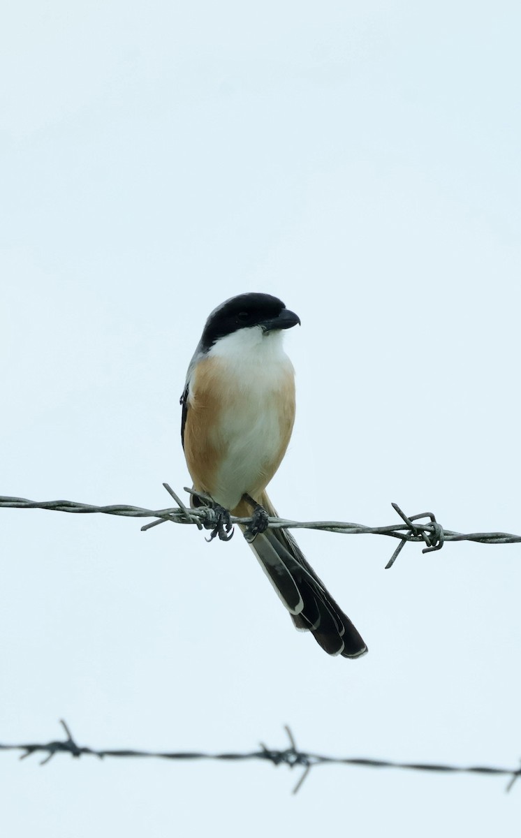 Long-tailed Shrike - ML644857549