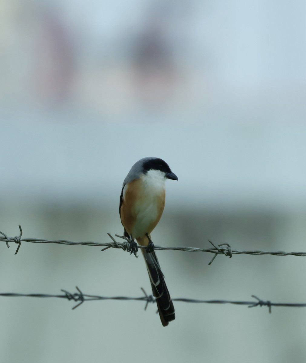 Long-tailed Shrike - ML644857550