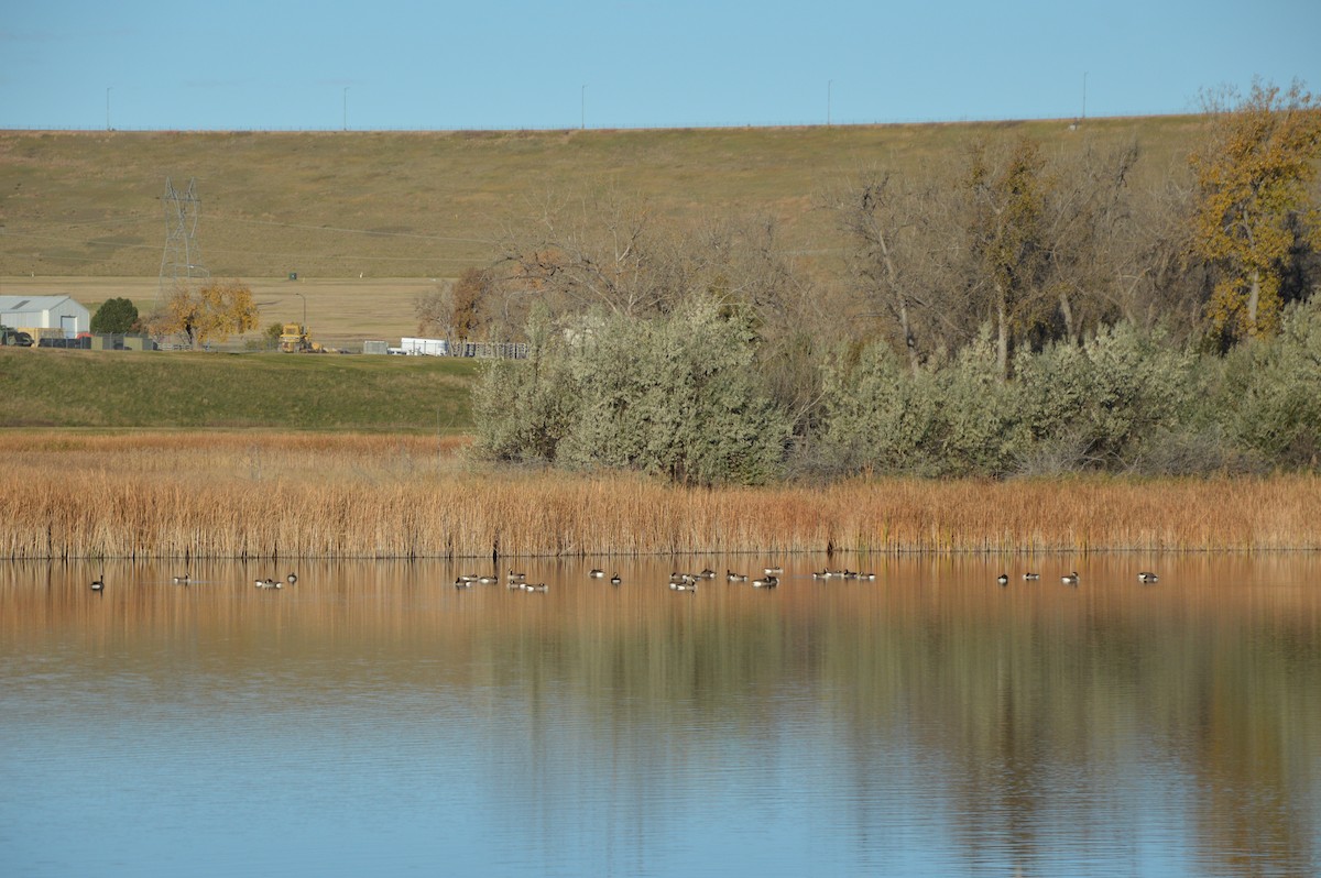 Canada Goose - ML644857551