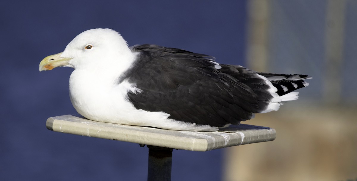 Great Black-backed Gull - ML644857553