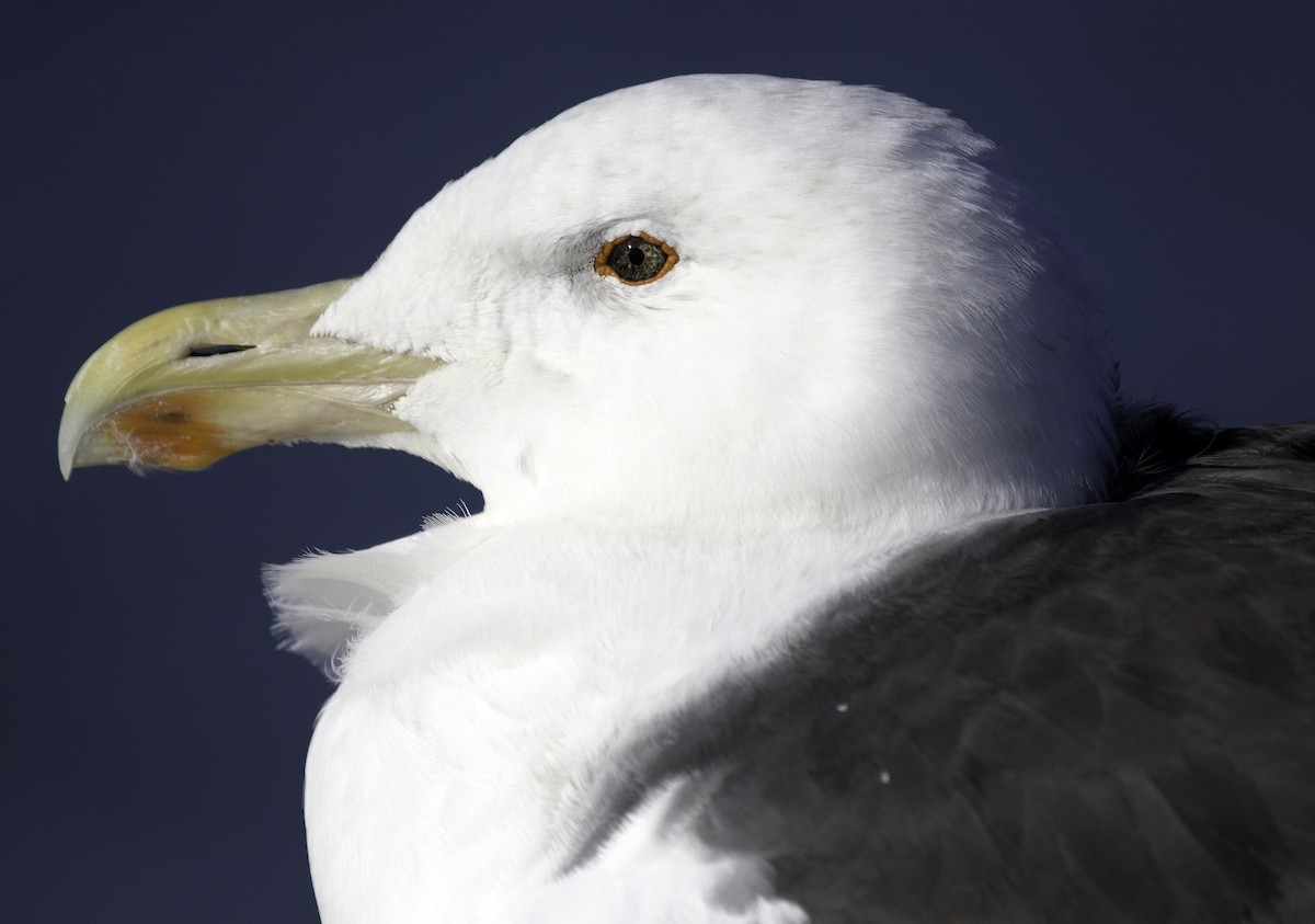 Great Black-backed Gull - ML644857554