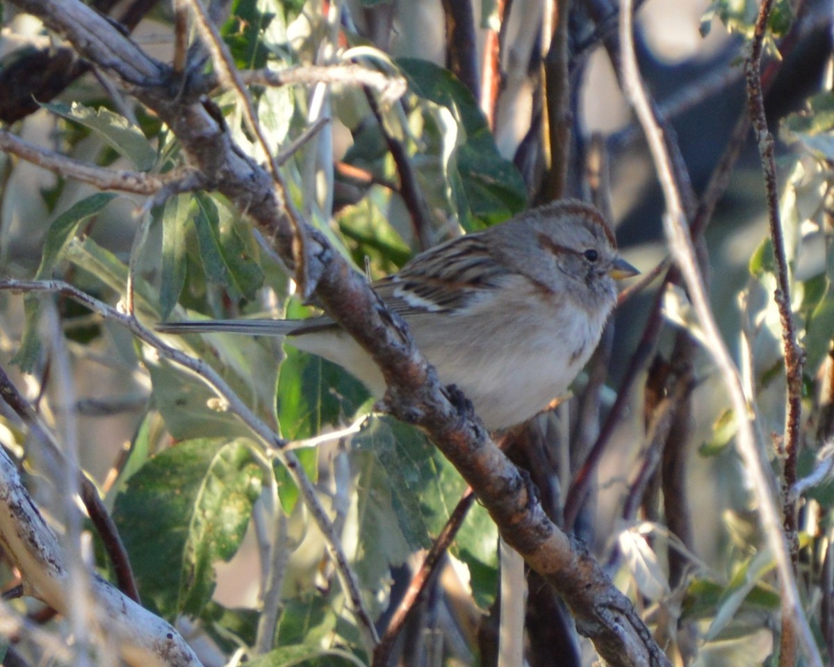 American Tree Sparrow - ML644857560