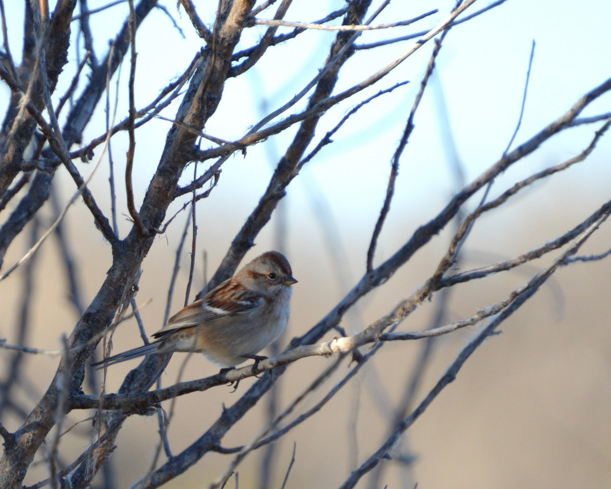 American Tree Sparrow - ML644857561