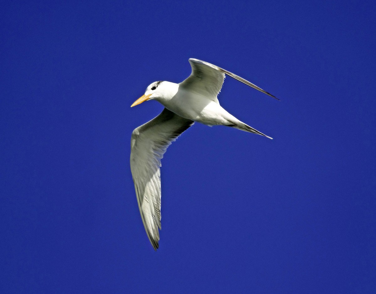 Royal Tern - ML644857562