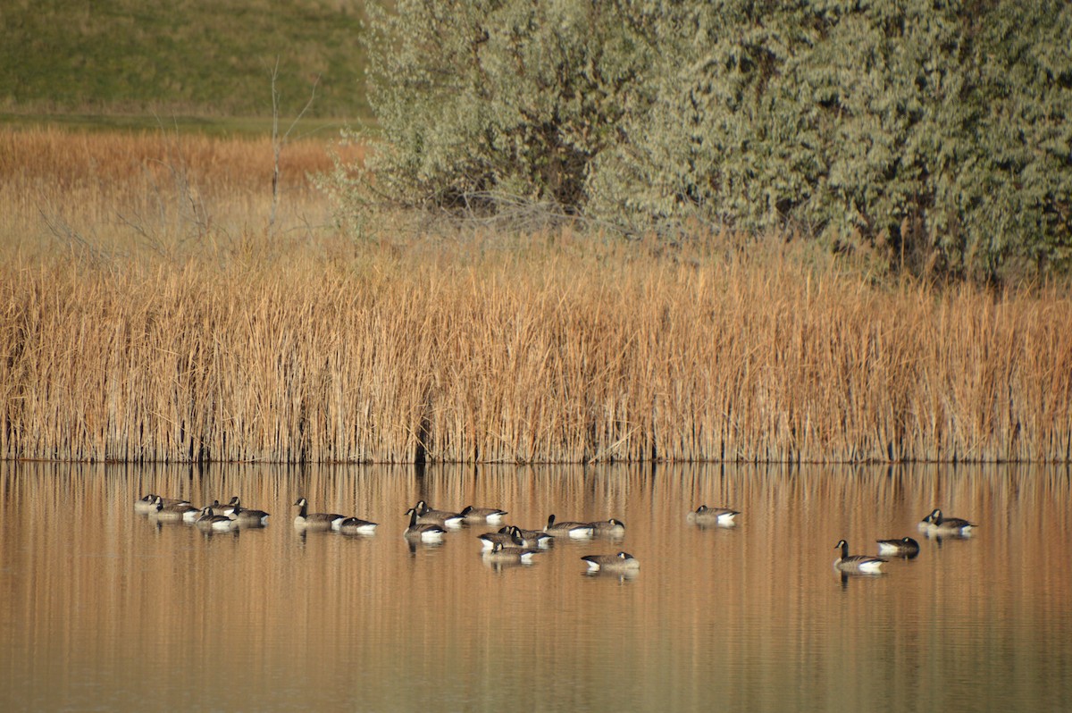 Canada Goose - ML644857570